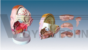 The dissection model of head attach with brain